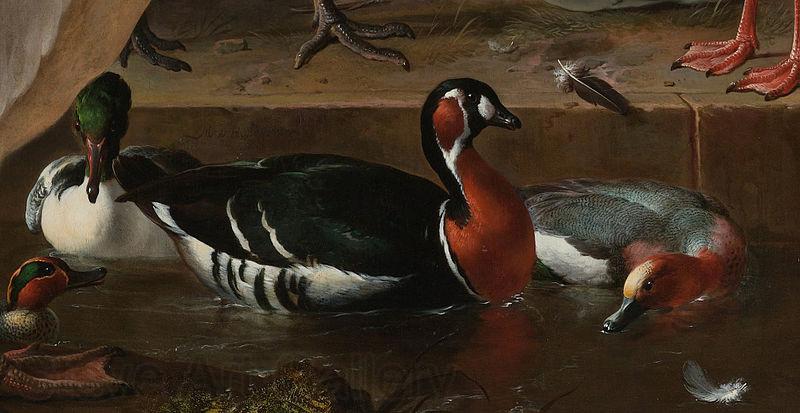 HONDECOETER, Melchior d A Pelican and Other Birds Near a Pool, known as 'The Floating Feather' Spain oil painting art